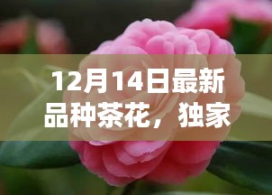独家爆料