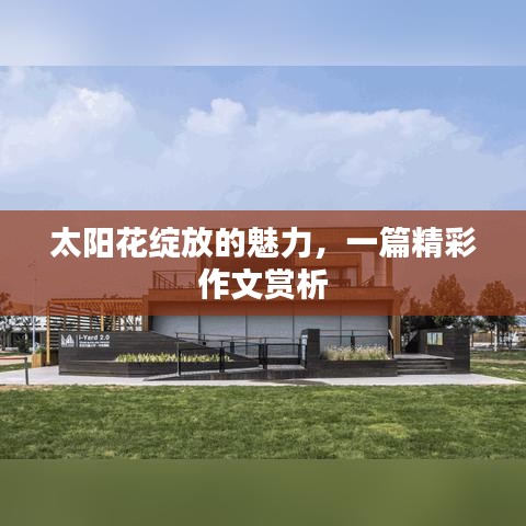 太阳花绽放的魅力，一篇精彩作文赏析