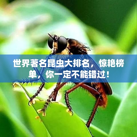 世界著名昆虫大排名，惊艳榜单，你一定不能错过！