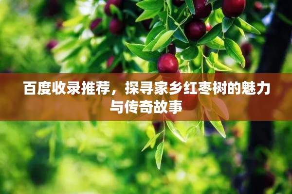 百度收录推荐，探寻家乡红枣树的魅力与传奇故事