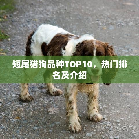 短尾猎狗品种TOP10，热门排名及介绍
