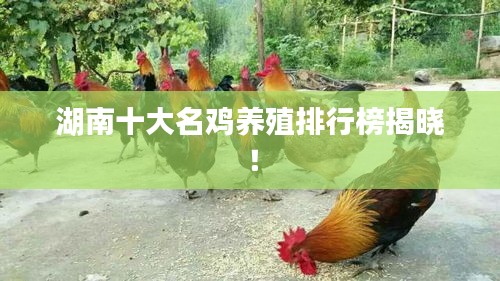 湖南十大名鸡养殖排行榜揭晓！